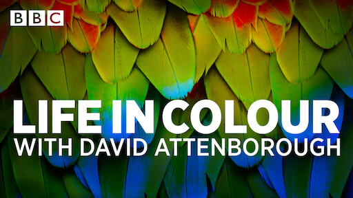 Life in Colour with David Attenborough